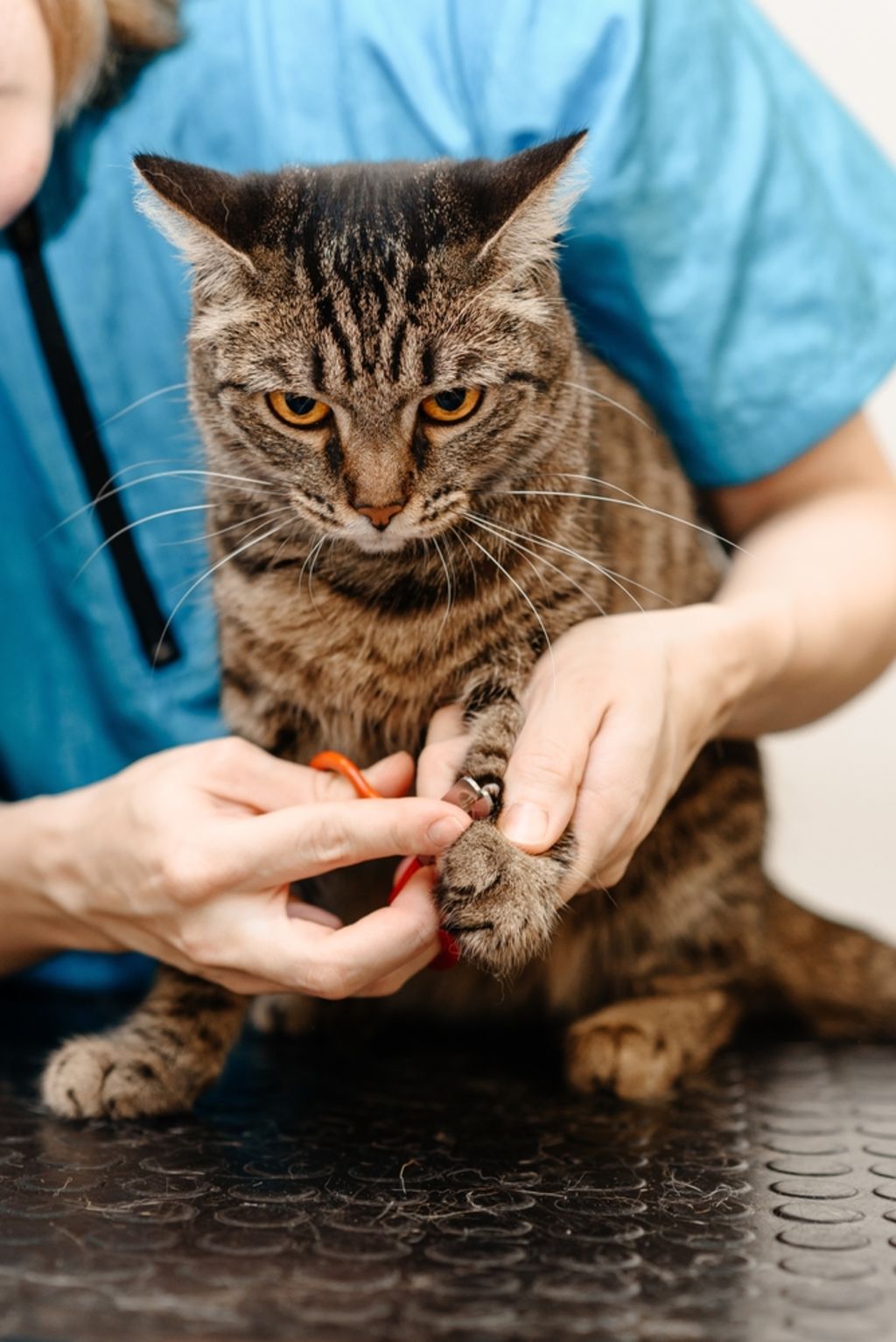 Der Tierarzt kann Ihnen helfen