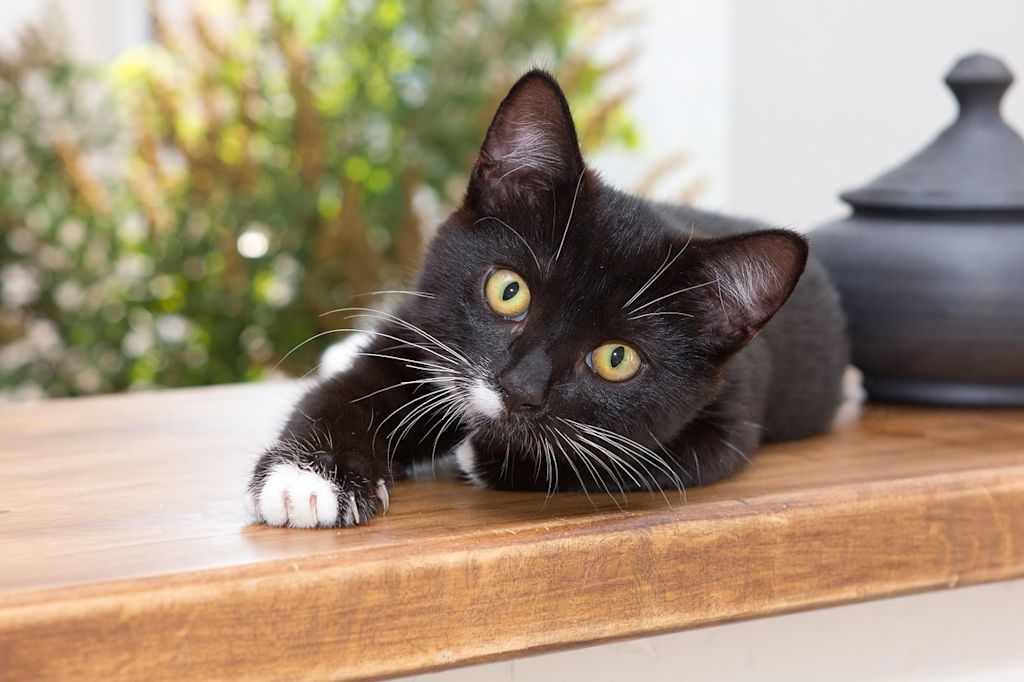 anesthesie chat noir blanc comptoir