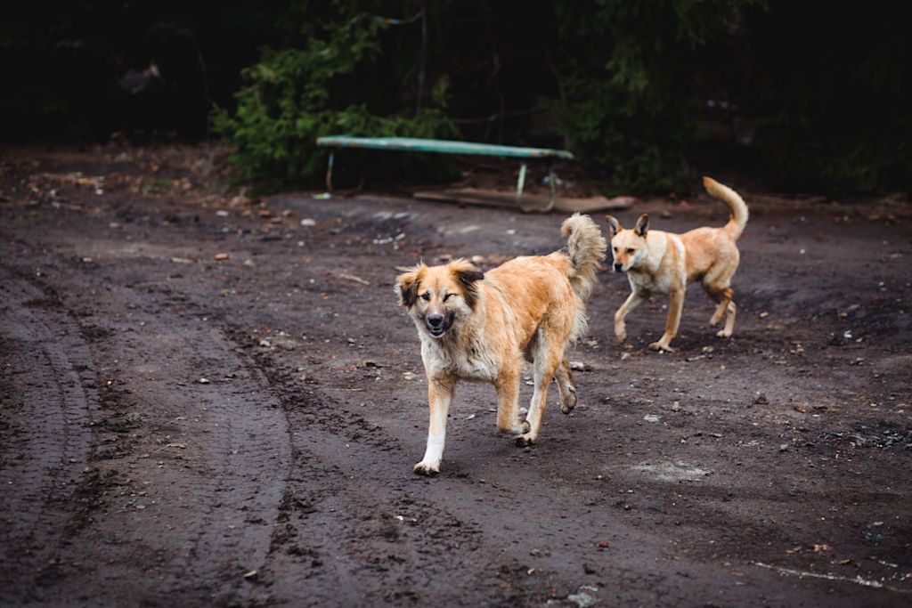 2 chiens errants