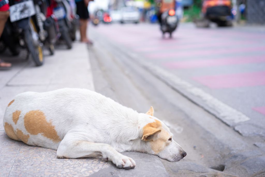 chien errant couché au bord de la route