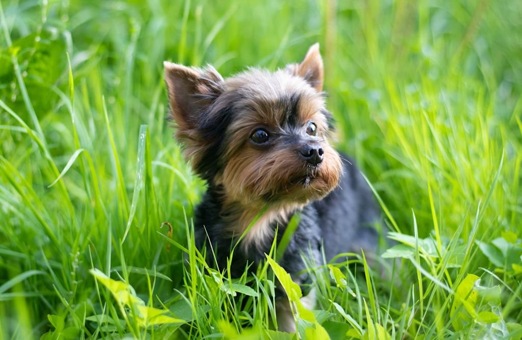 chiot de petite taille