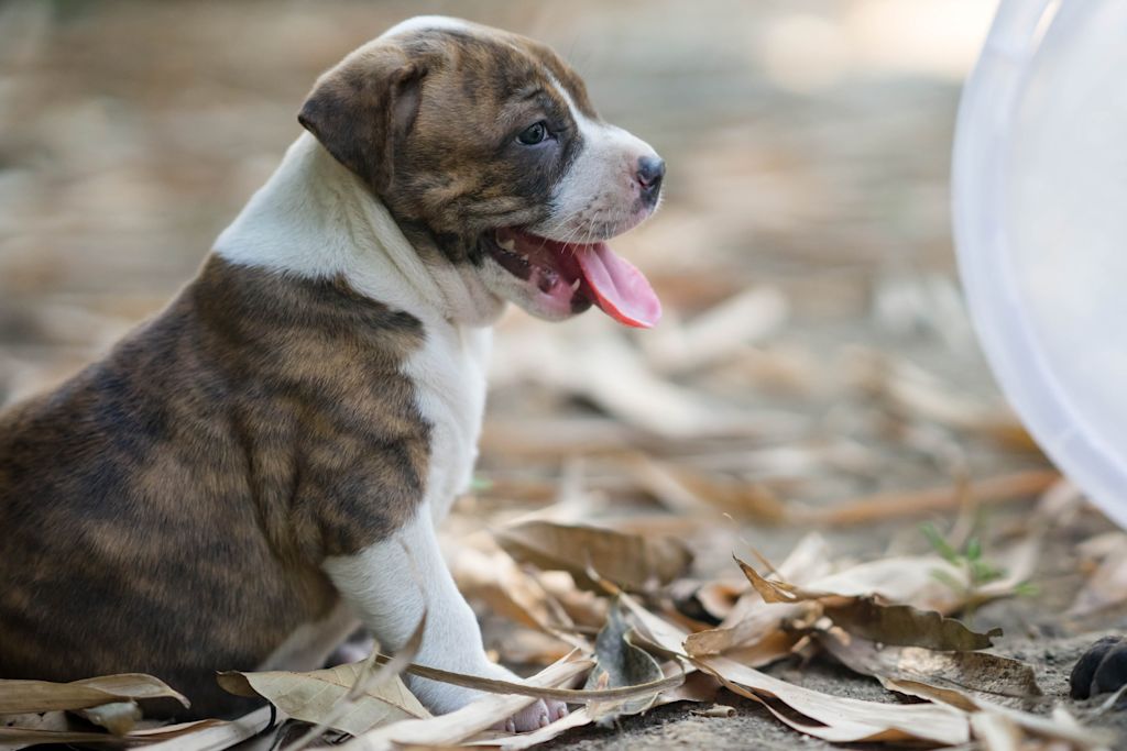 chiot blanc bringe dehors