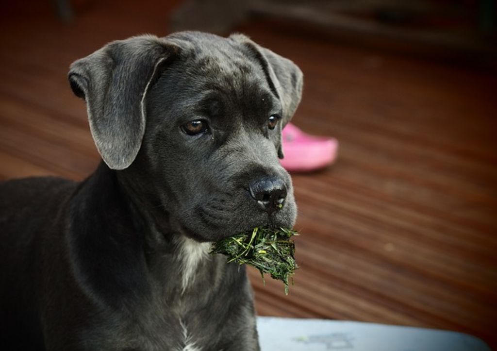 Chiot Cane Corso