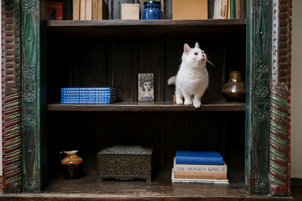 chat sur une étagère