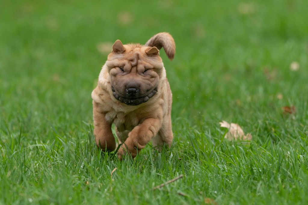 Shar-Peï qui court