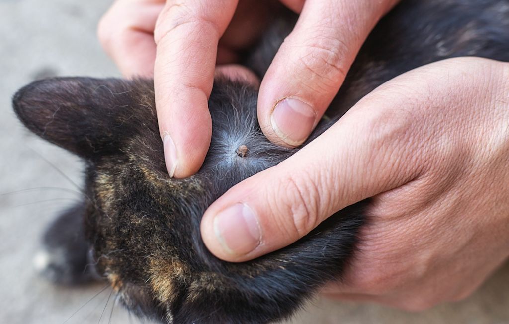 Zecken können Krankheiten übertragen