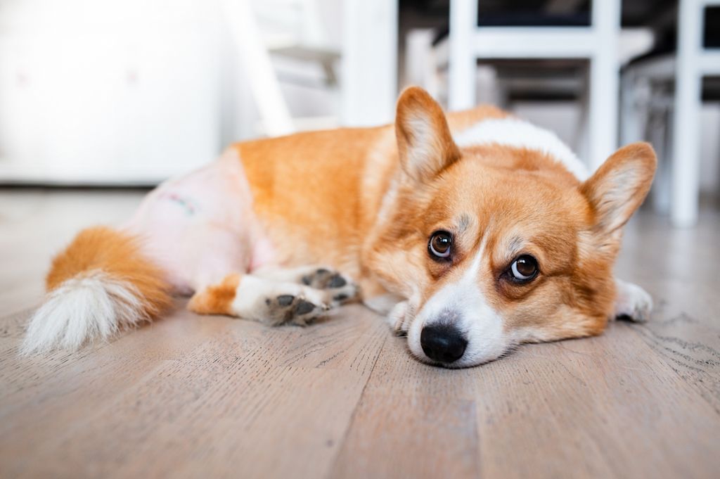 Liggende hond ©Shutterstock