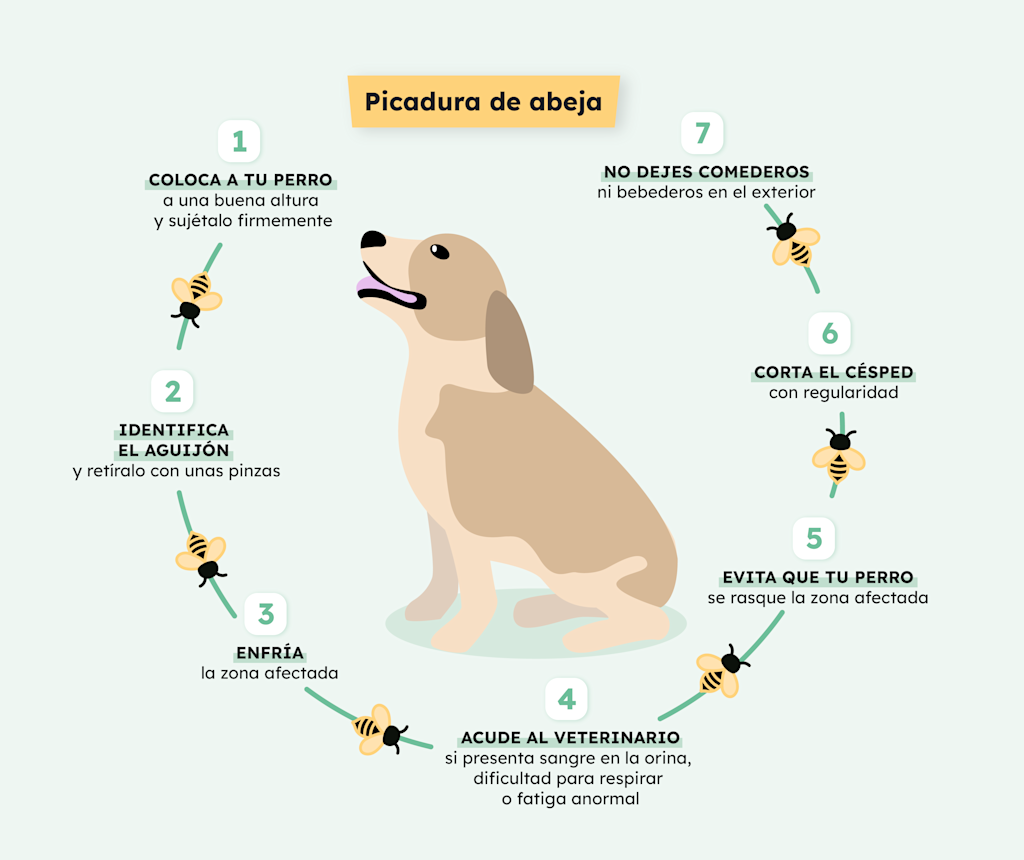 SVES-Infographie-Chien-Piqure-Abeilles