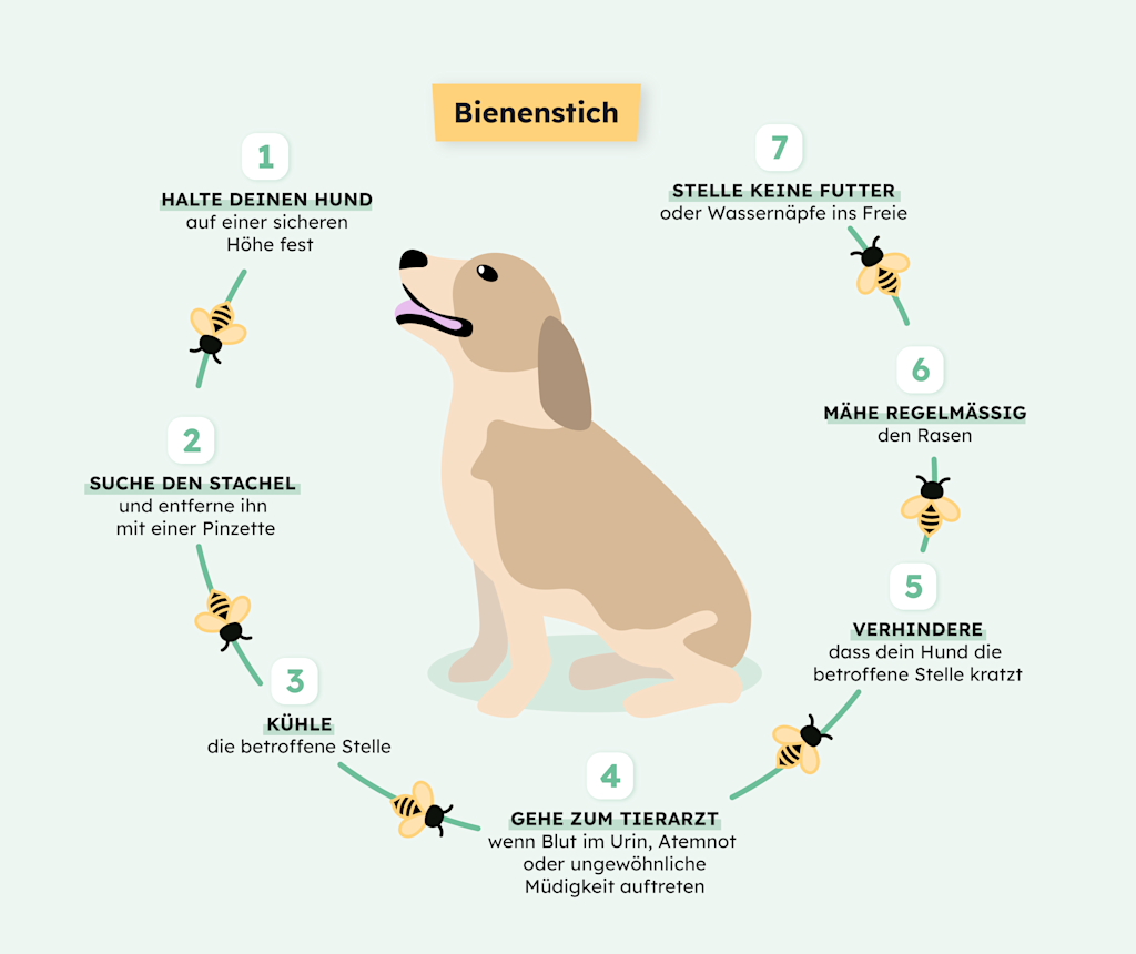 Bienenstich beim Hund