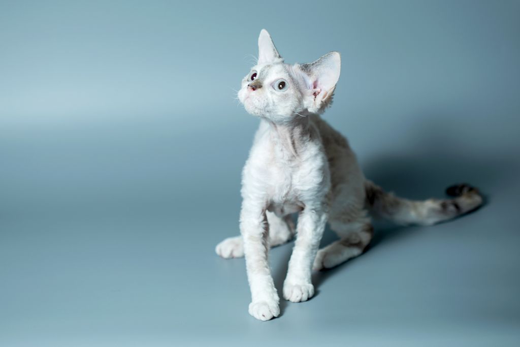 Devon Rex chaton fond bleu
