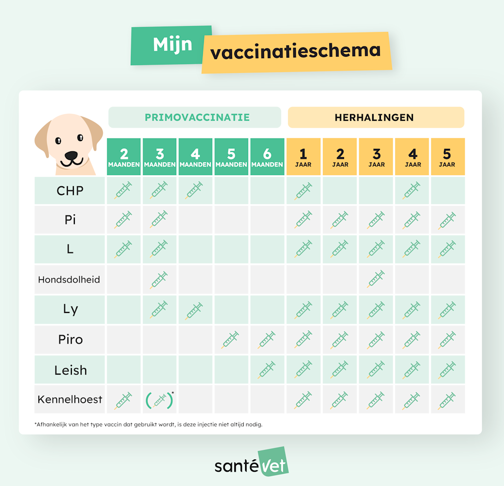 SVBE - Infographie - Calendrier Vaccination Chien