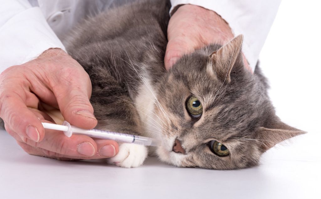 antibiotique chat utilisation