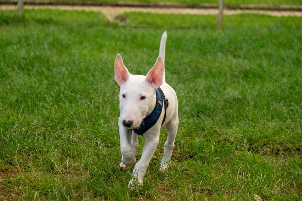 Bull Terrier rent vrolijk door groen gras