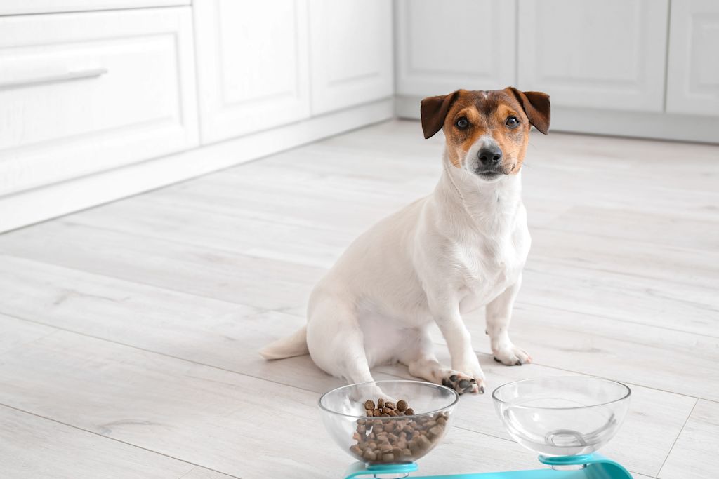 chien devant sa gamelle