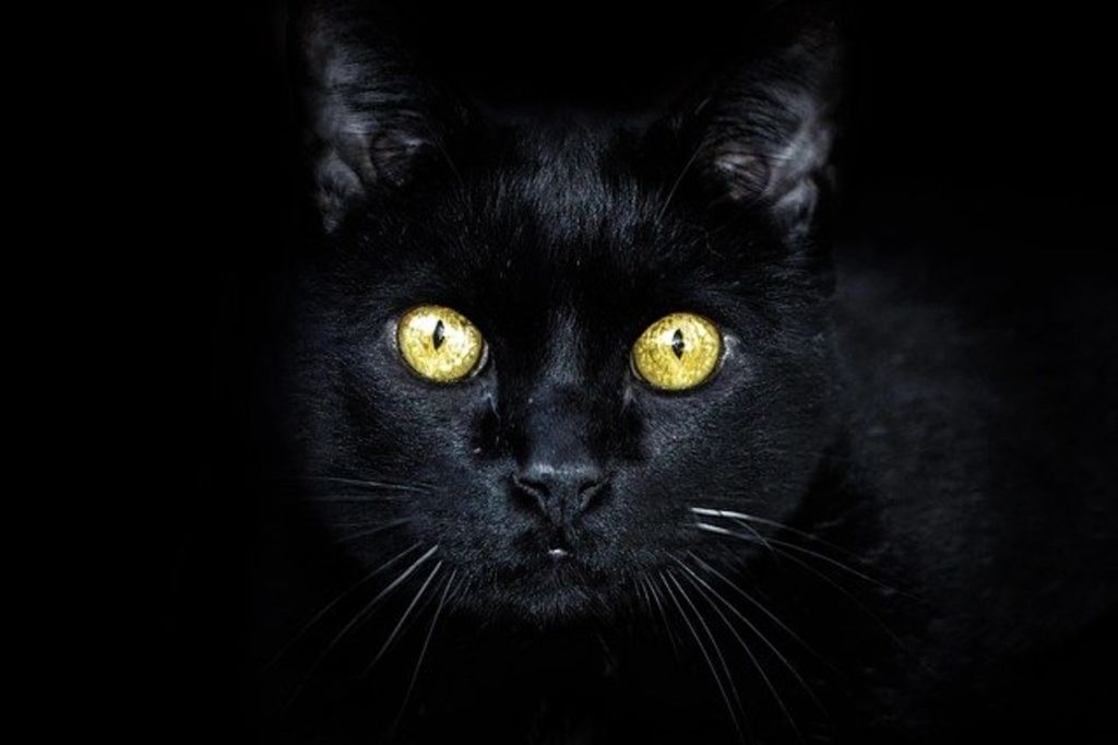 yeux chat brillants