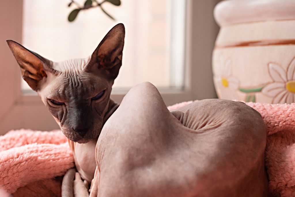 chat sans poil peterbald