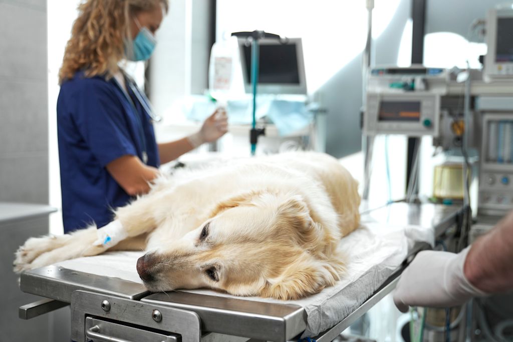 labrador hospitalise anaphylaxie
