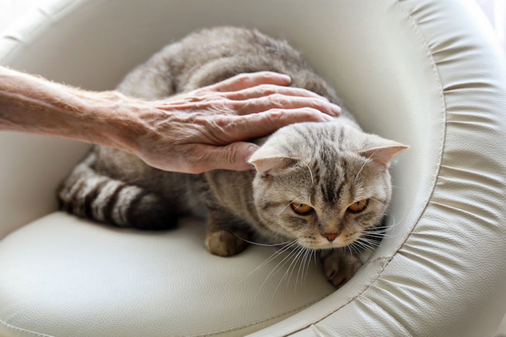 chat âgé dans son panier