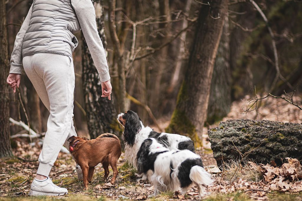 tre cani a passeggio nella foresta