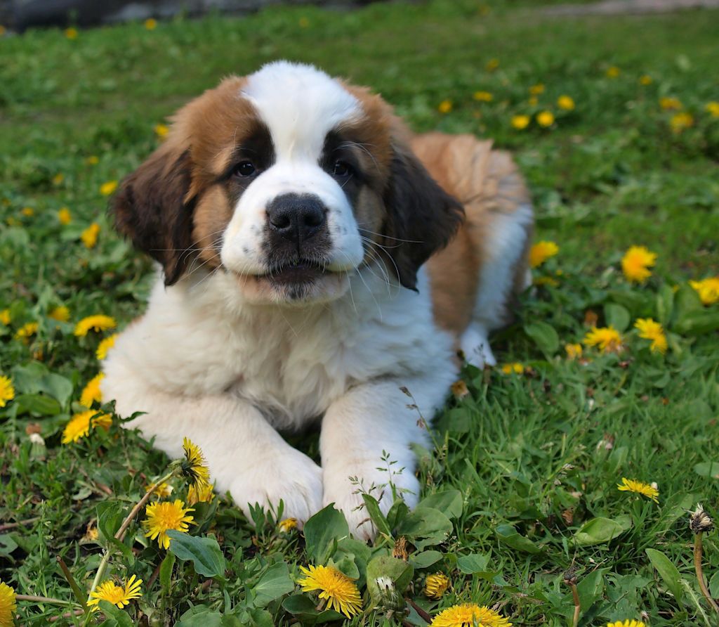 chiot chien de garde