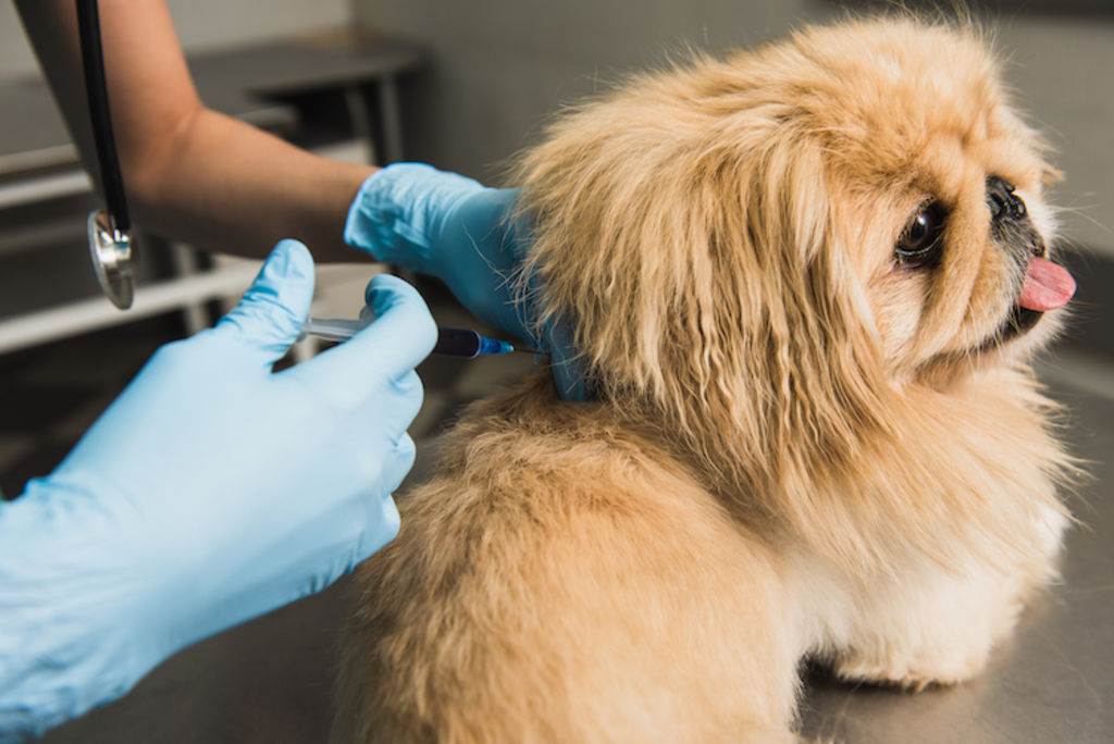 vaccination rage chien