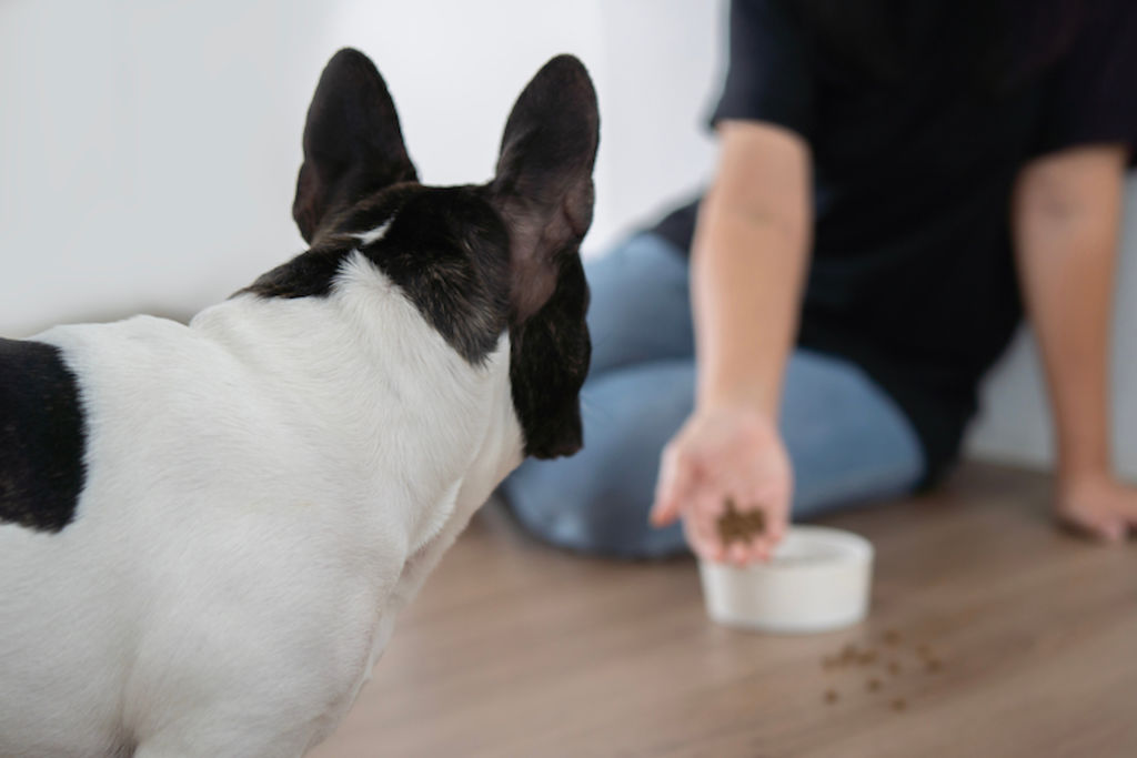 alimentation chien quantite