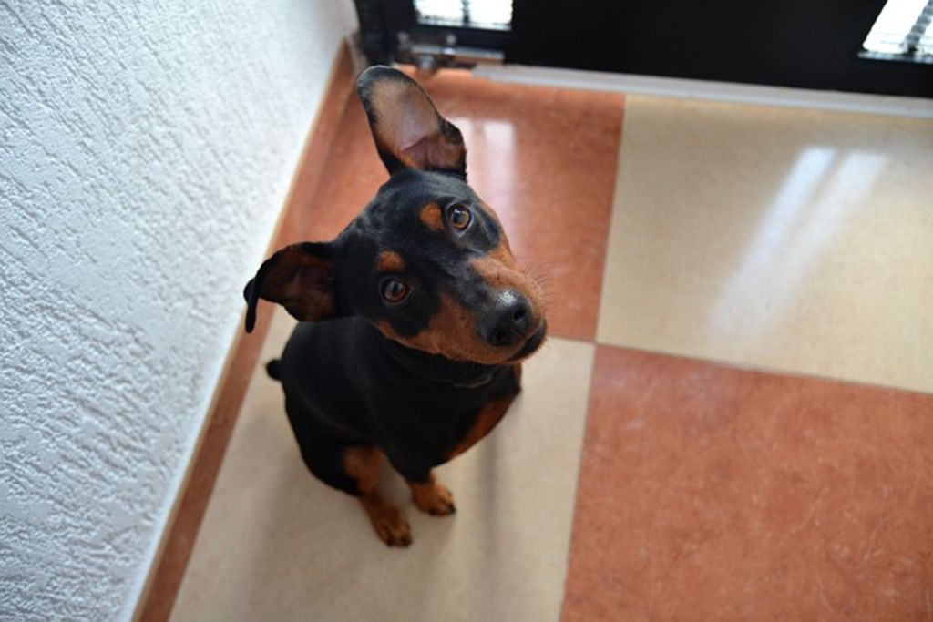 chiot pinscher allemand