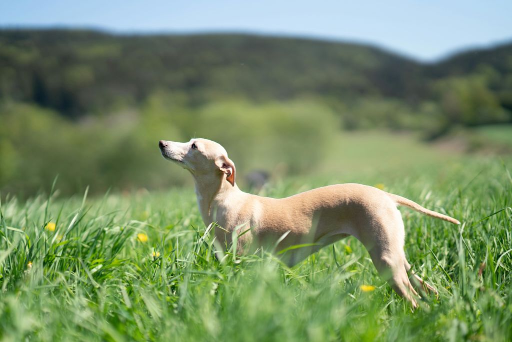 Whippet