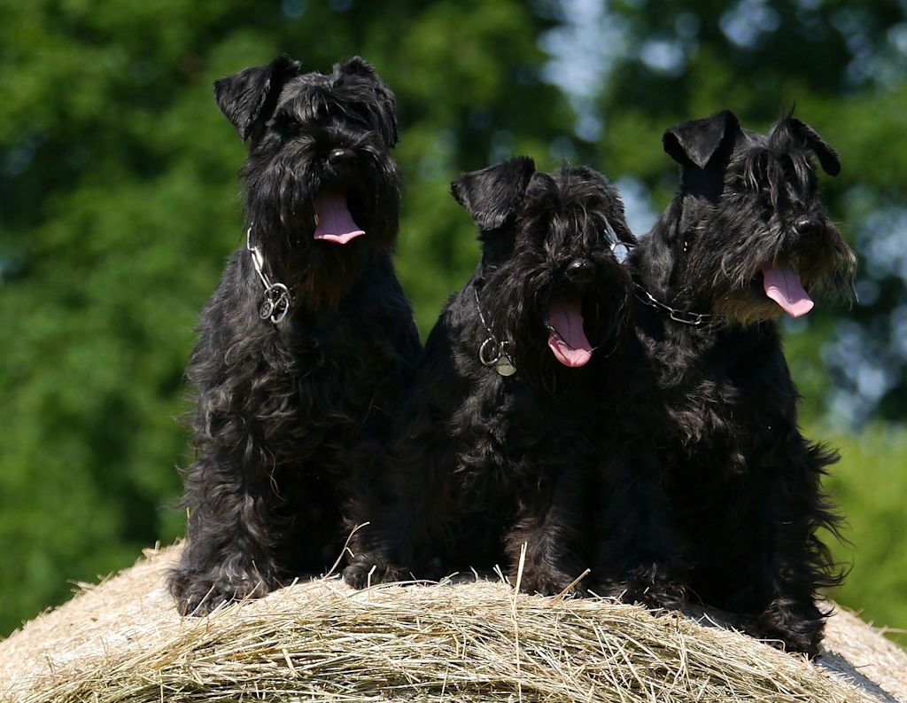 schnauzers