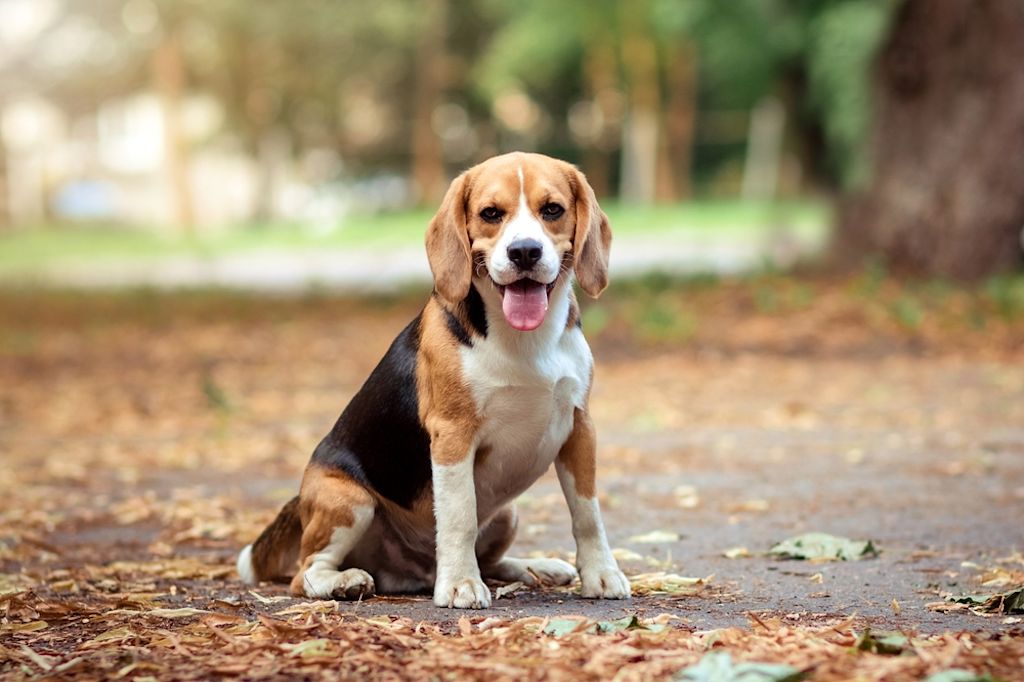 cucciolo beagle palla