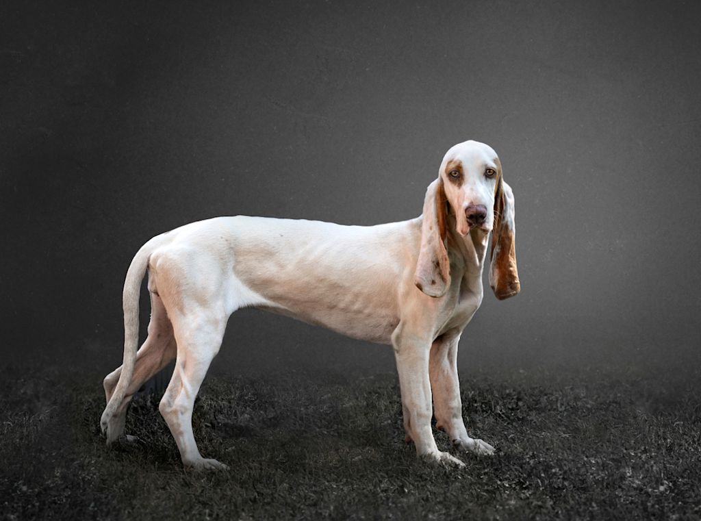 Sabueso Español
