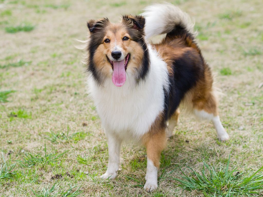 sheltie ecossais