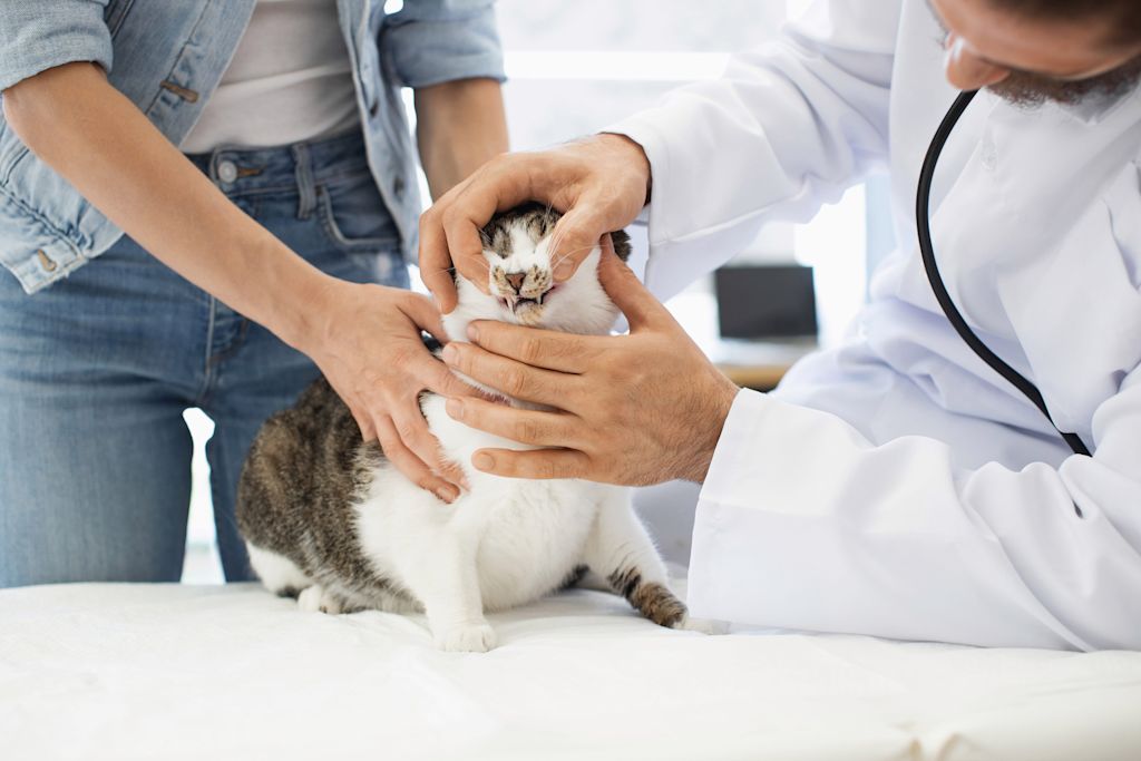 Soigner un chat qui bave