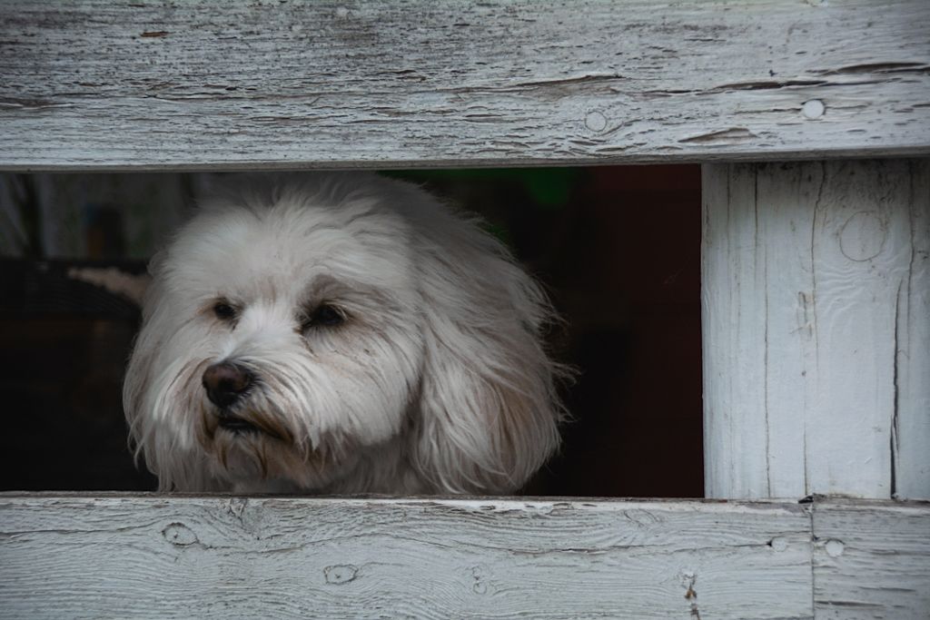 Bichon Havanais rust kalm op tapijt