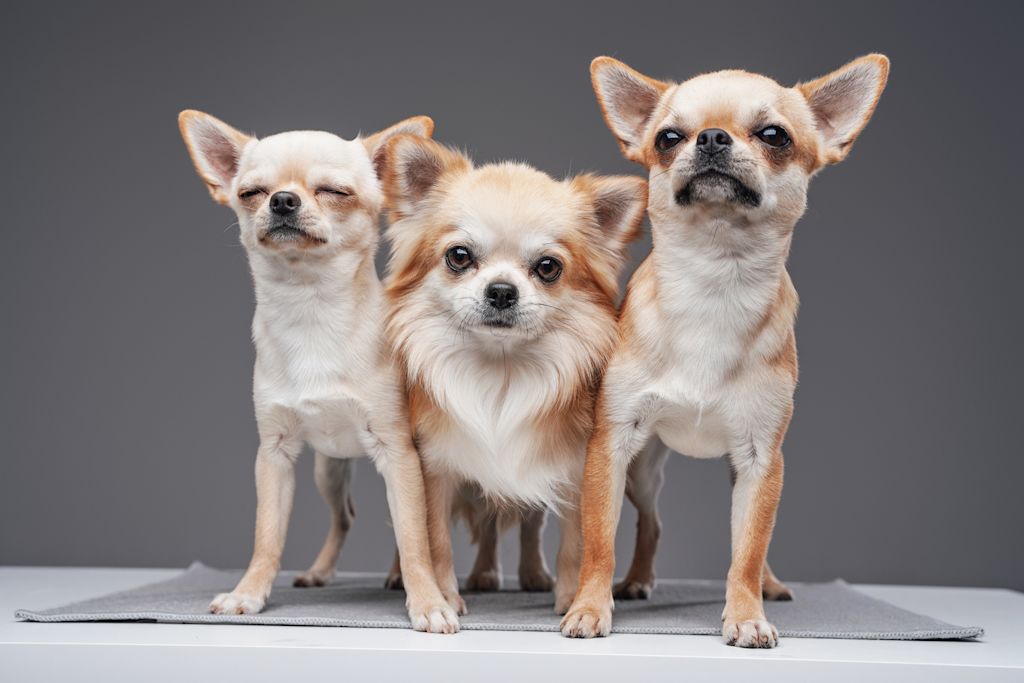 chihuahuas