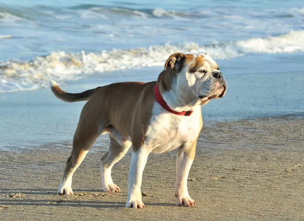 chien bulldog continental