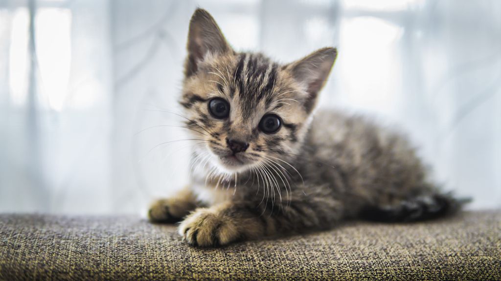chaton tigre gris