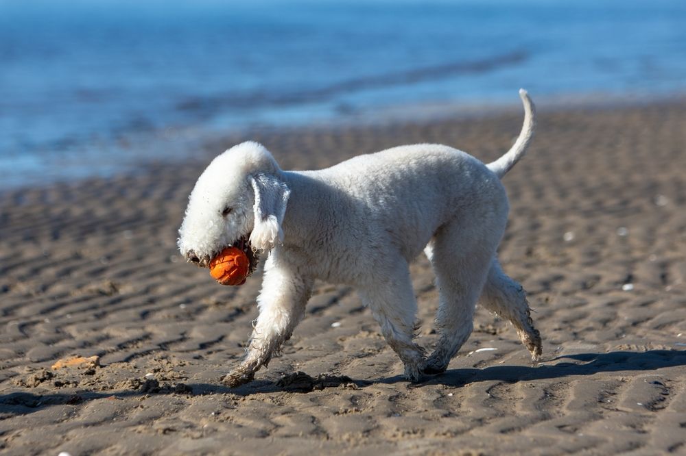 Bedlington Terrier posé au coucher
