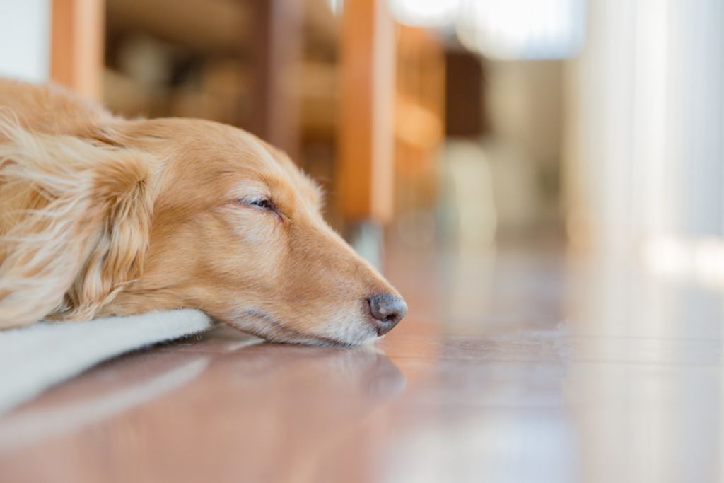 troubles sommeil chien et CBD