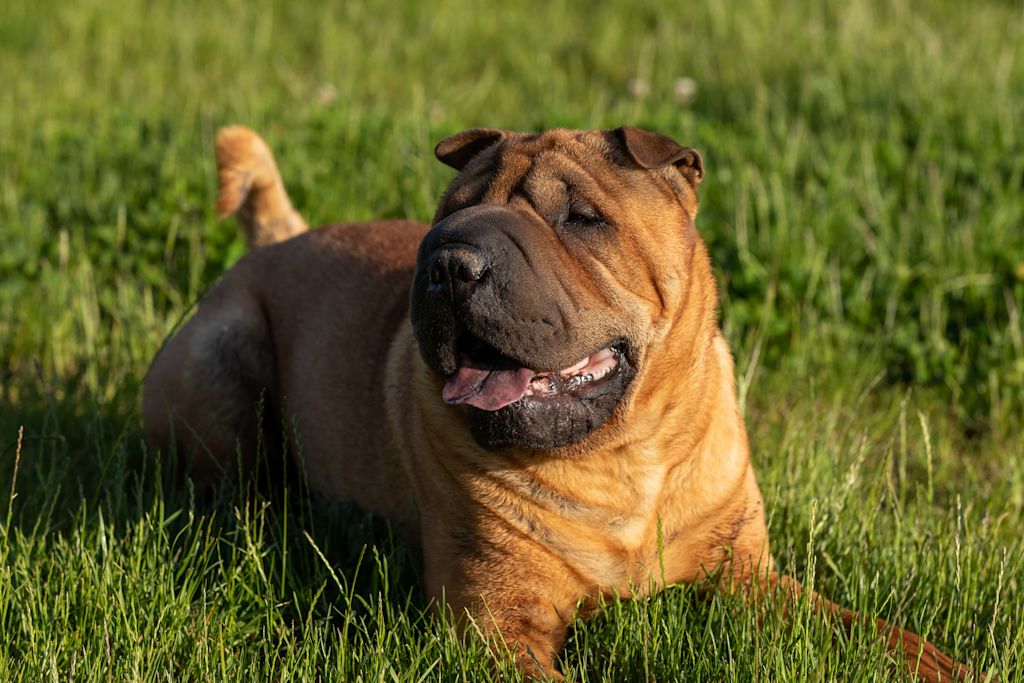 sharpei marron couche