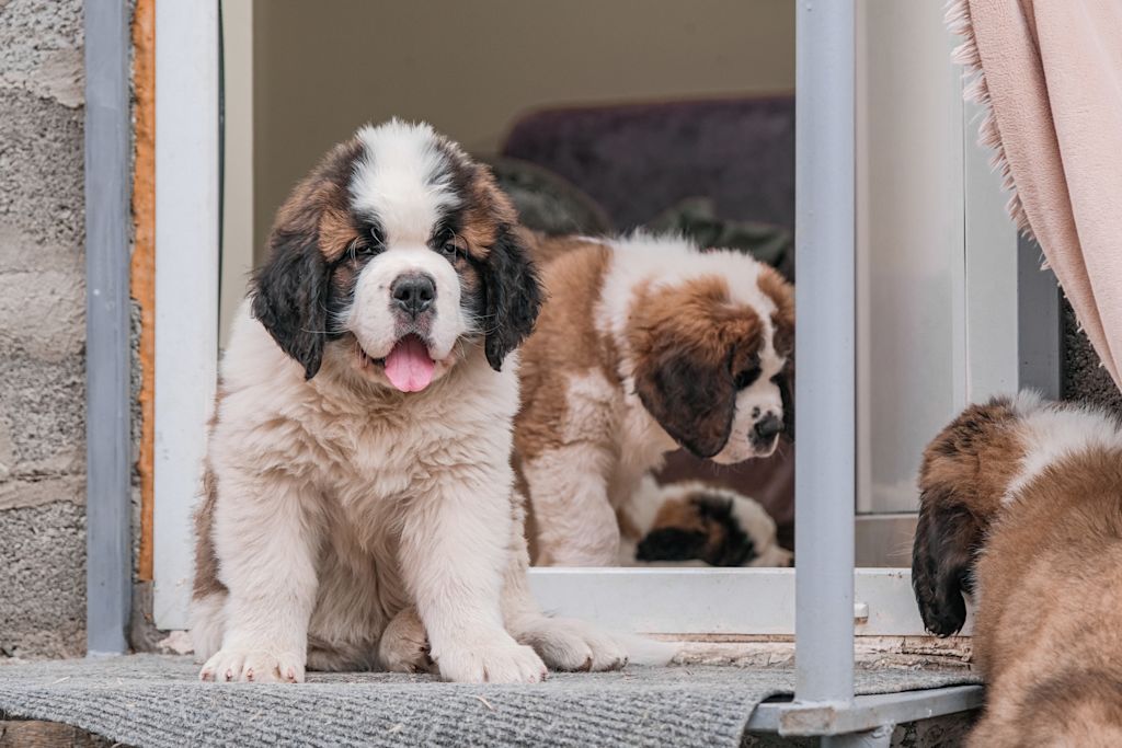Chiot Saint-Bernard