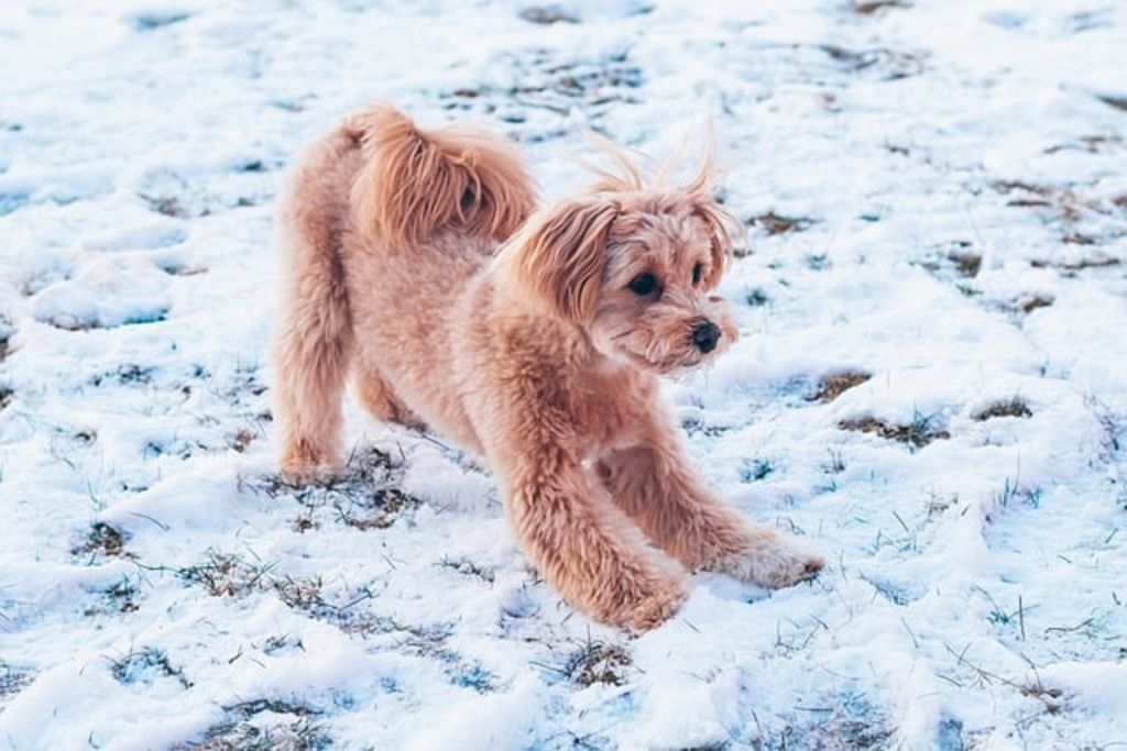 Maltipoo à la neige