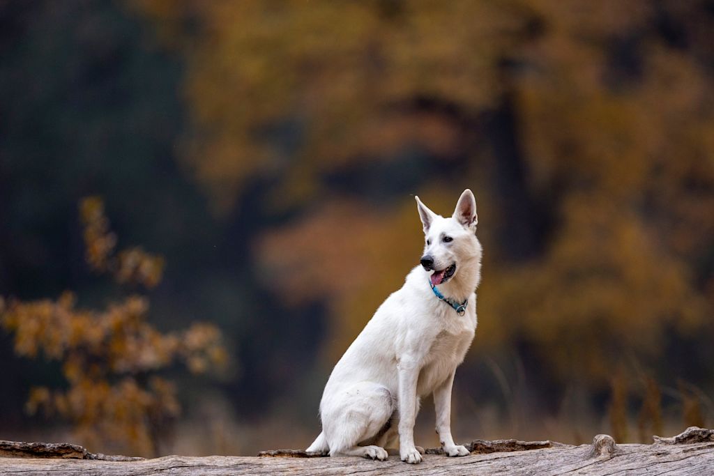 Berger Blanc en forêt