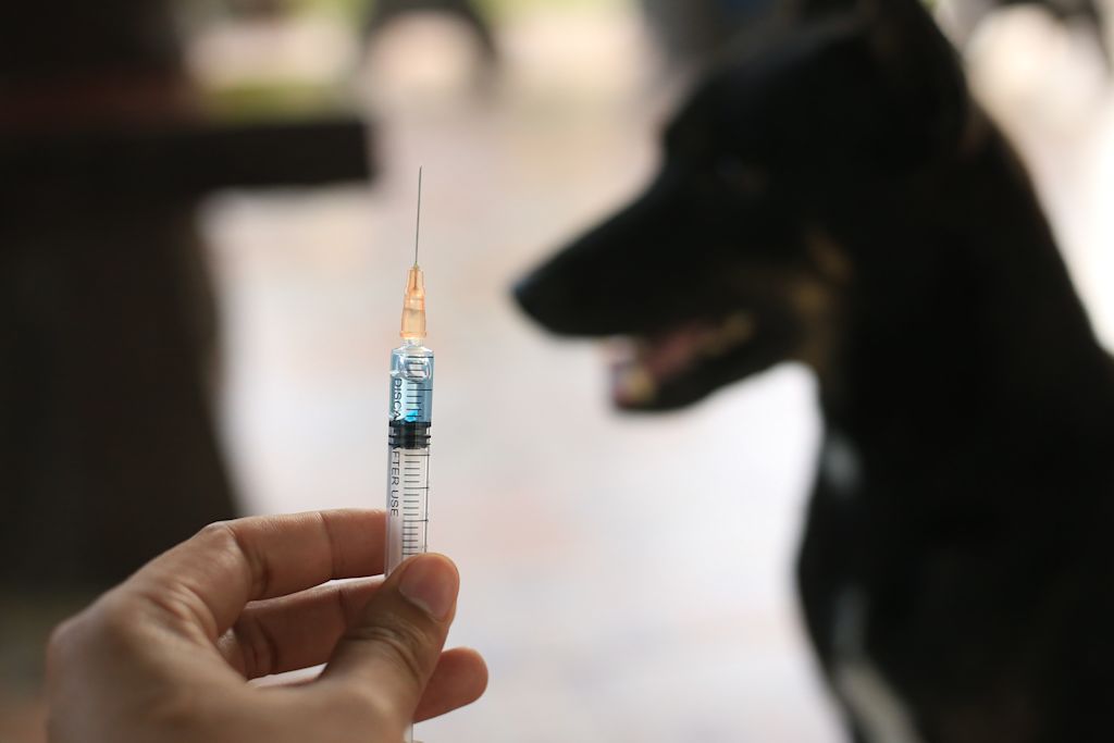 chien noir vaccin injection