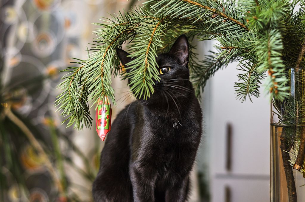 sapin naturel et chat