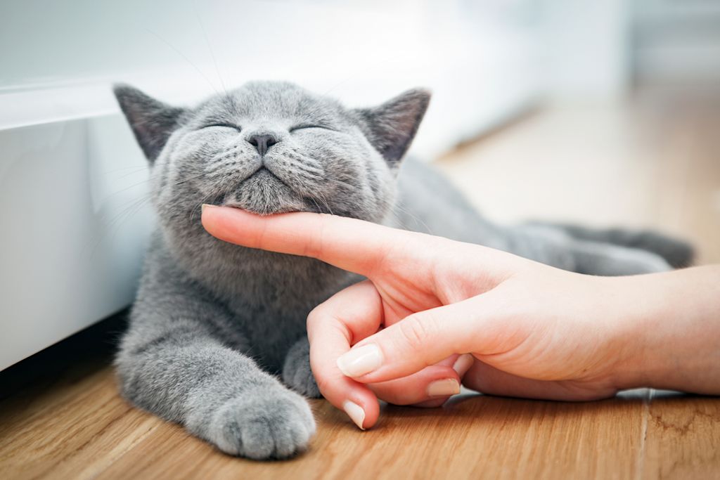 Gattino felice accarezzato da una mano