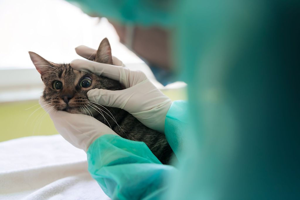 chat gris examen veterinaire