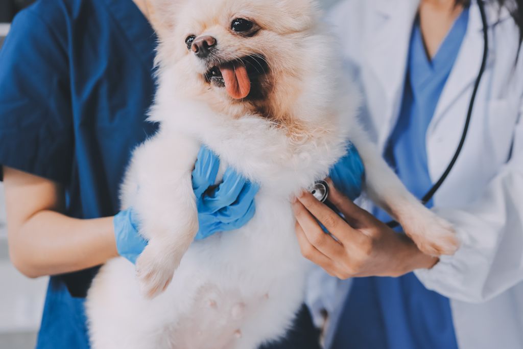 Kastration von Hunden