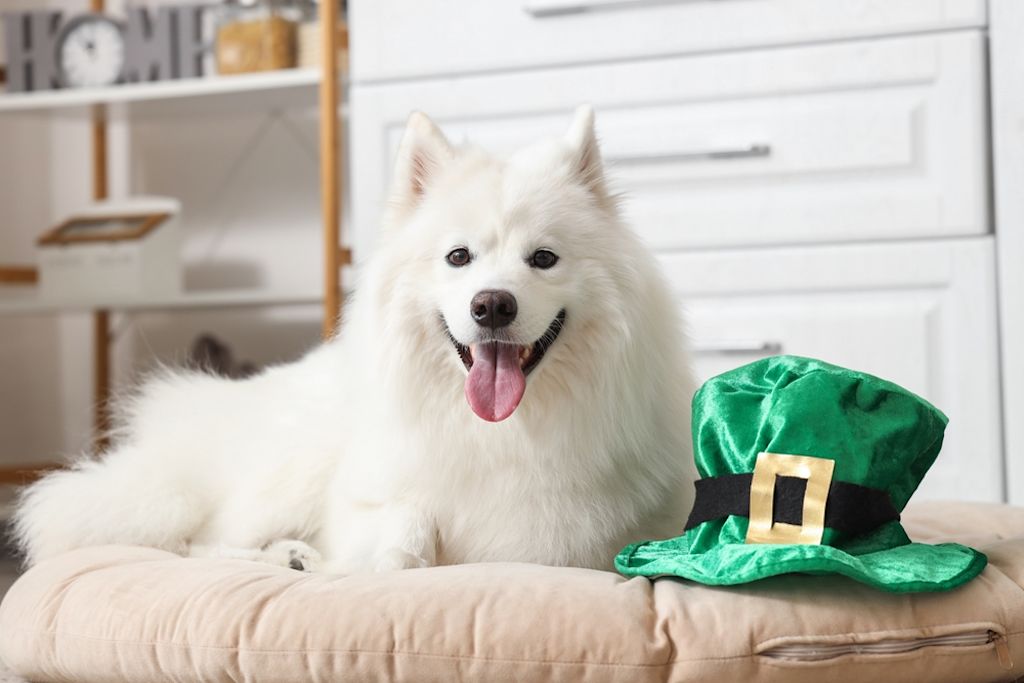 Witte hond met groene hoed voor Sint-Patrick
