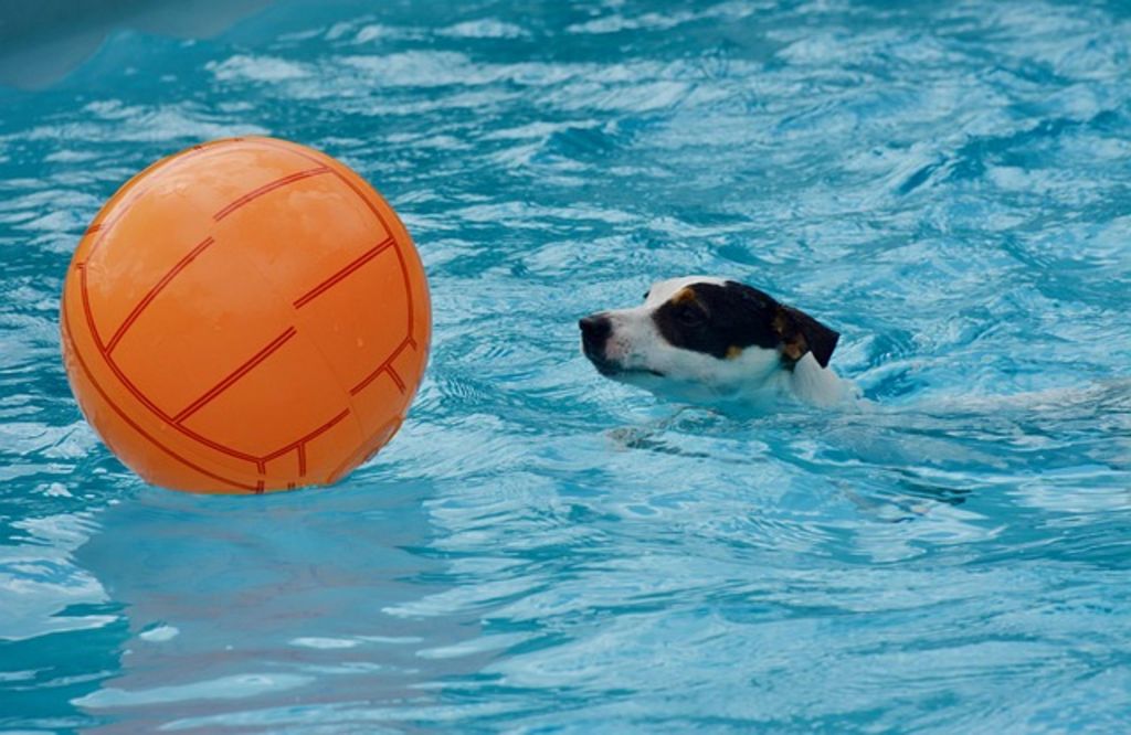 Chien dans la piscine